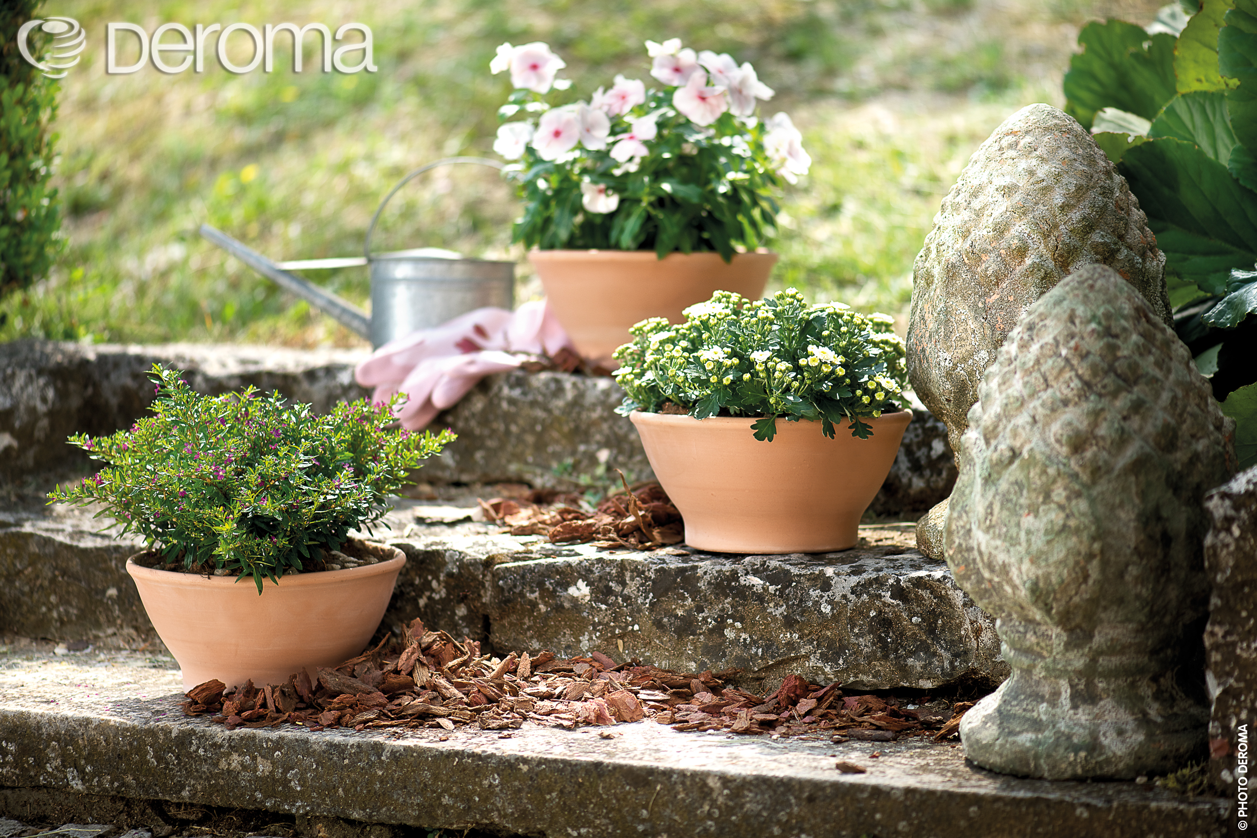 一個(gè)帝羅馬引發(fā)的“陶盆熱”！被萬(wàn)千花友喜愛的它，究竟有什么魔力？！