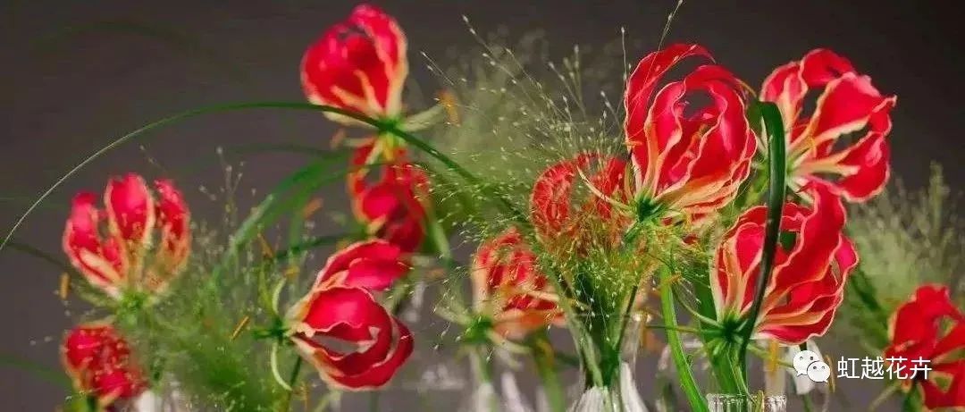 自帶‘焰火’特效的嘉蘭百合，年年燃爆你的夏日花園