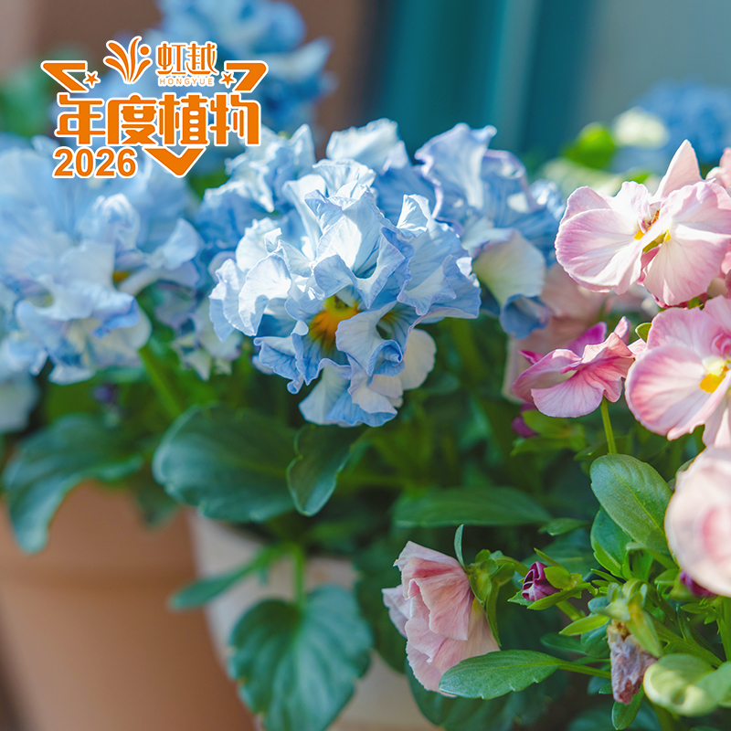 花彩?角堇‘水色漣漪’