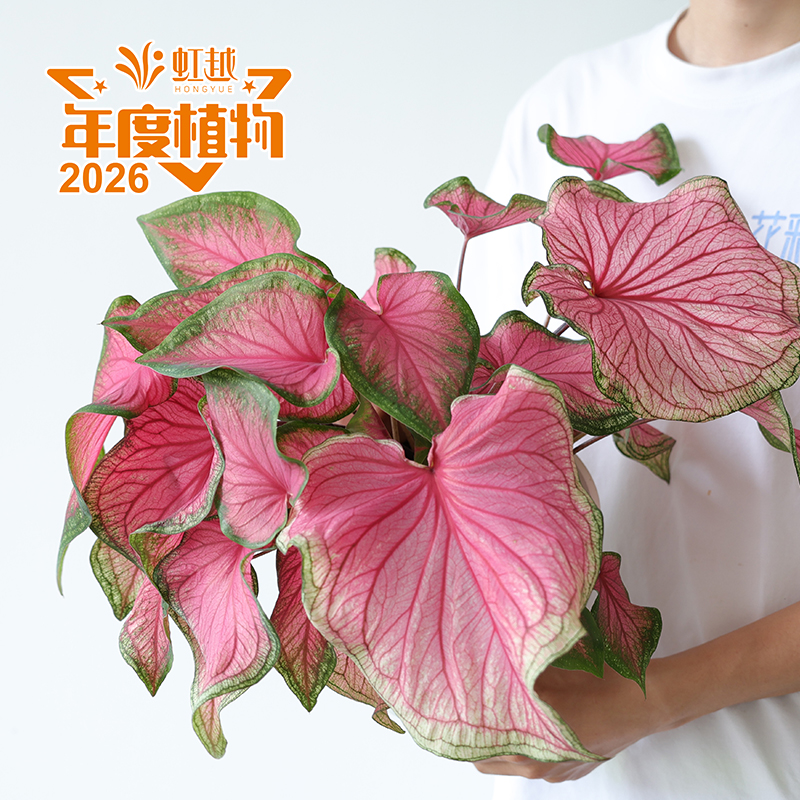 趣植宇宙?彩葉芋‘佛羅里達(dá)甜心’